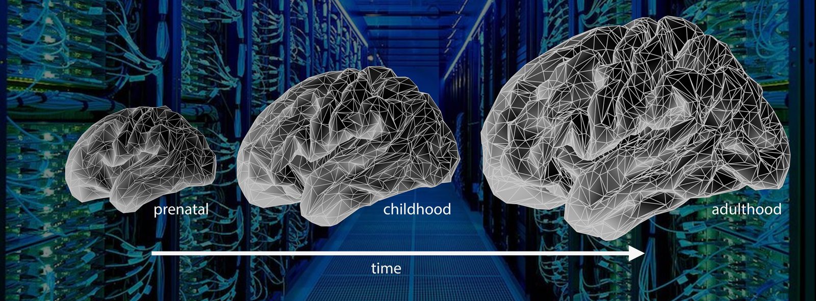 Cortical mesh reconstructions from prenatal to adulthood, illustrating developmental change over time